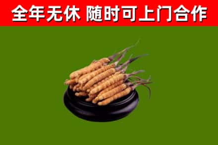 闸北烟酒回收冬虫夏草.jpg