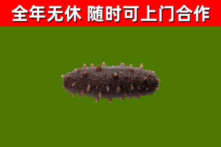 闸北烟酒回收干海参.jpg